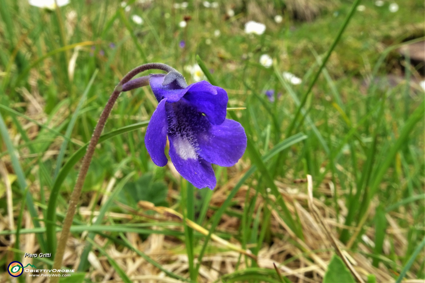 20 Pinguicula (Pinguicula vulgaris).JPG